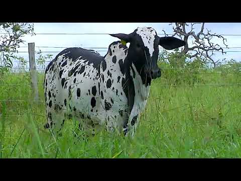 GENELORE - NELORE - HANNA FIV BOQUEIRAO - JACX 143