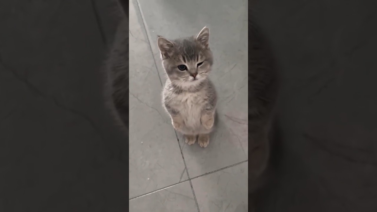 Cat's Morning Routine Is Hilarious 😭