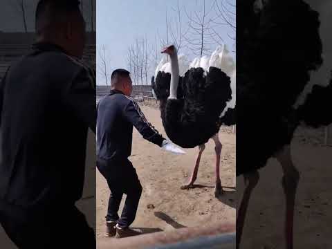 ostrich dance
