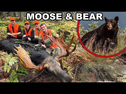 After the Shot Moose & Bear Hunt!
