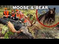 After The Shot Moose Bear Hunt
