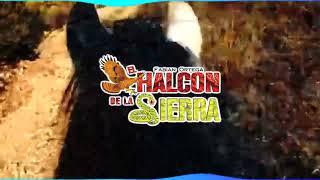 La Metralladora (Letra)