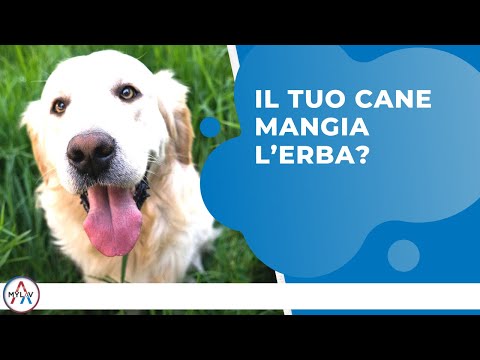 Il tuo cane mangia l’erba?