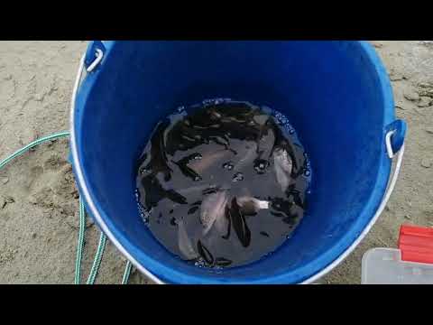 Pescuit la salau an zona Giurgeni 20 februarie 2022