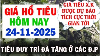 Download lagu Pepper price today November 24, 2025 | Bulk pepper price maintains upward trend in localities mp3