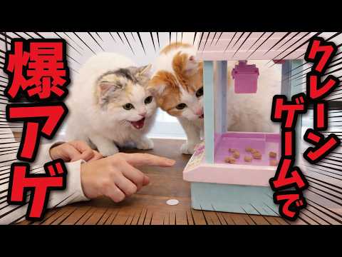 I won some cat treats from a toy crane game, and here's what happened...