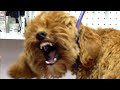 Spicy Dog Throws Tantrum At Groomers