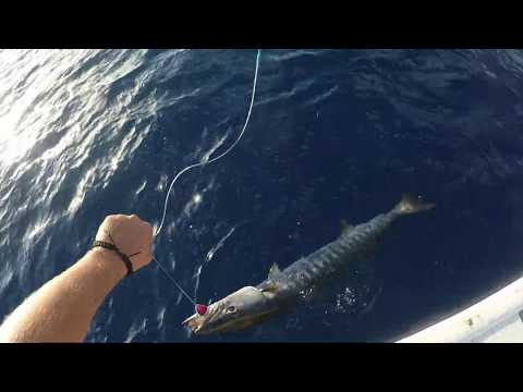 Barracuda på popper