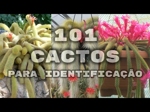 101 ESPÉCIES DE CACTOS PARA IDENTIFICAÇÃO