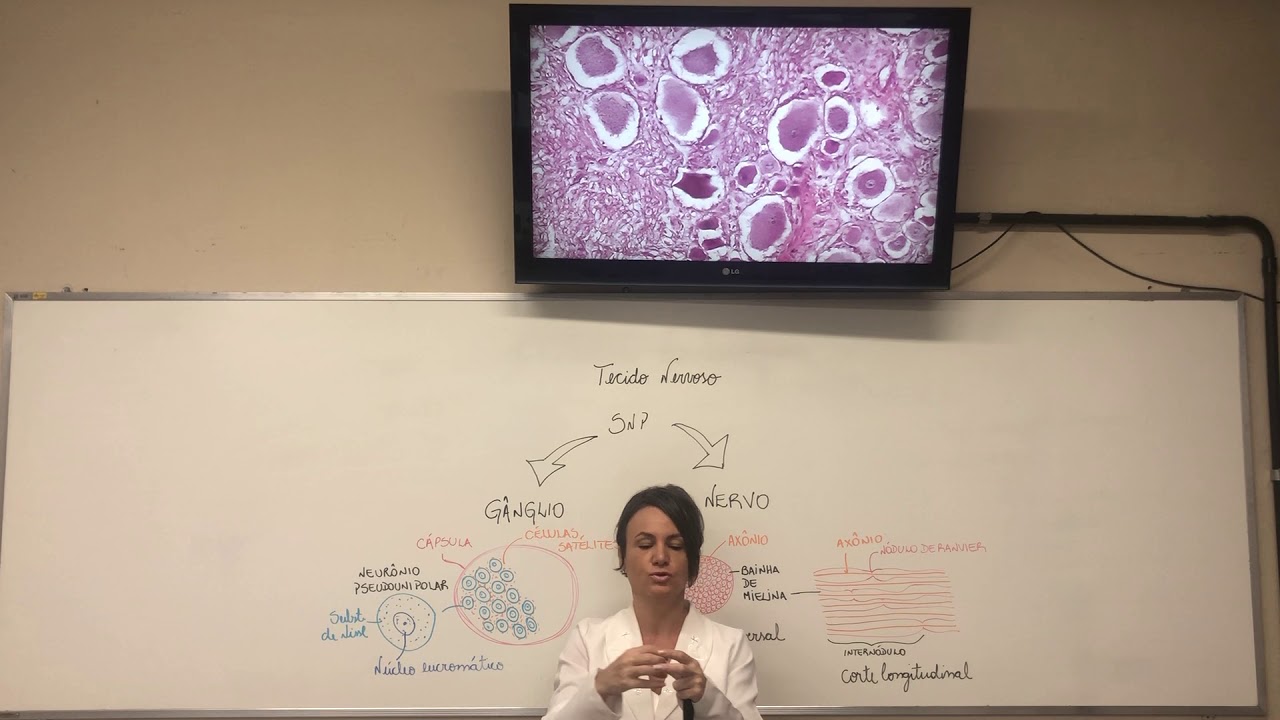 Tecido Nervoso - SNP - Gânglio e Nervo