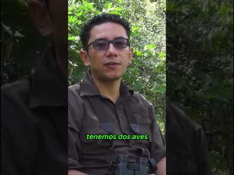 Esta ave SOLO vive en este rincón de Colombia