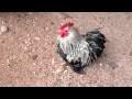 Cock A Doodle Do