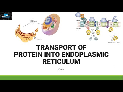 Transport von Proteinen im endoplasmatischen Retikulum