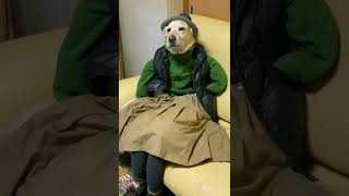 #shorts смешные видео про животных#Собака в очках