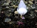 Seagull Vs Starfish