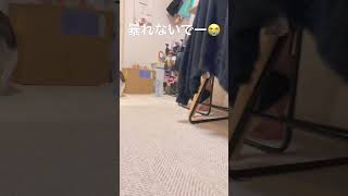 愛犬に家を壊されそう💦 #shorts