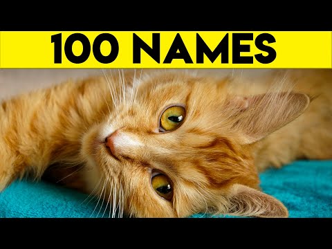 Ginger Cat Names - 100+ Names For Your Orange Cat