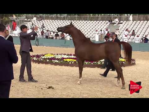 N.208 VITORIOS AL NASEEM - Asharqia Classic 2018
