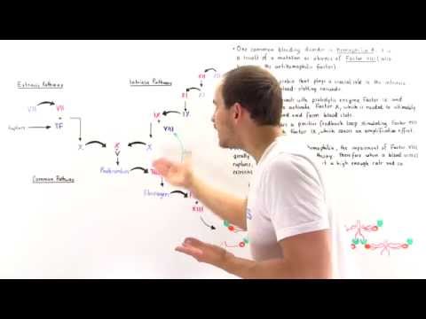 Factor VIII and Hemophilia A