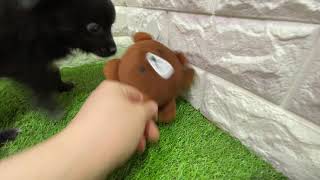 ハーフ犬の動画01