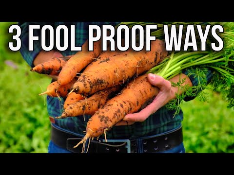 , title : 'Carrot Revolution 3 Mind Blowing Methods to Skyrocket Your Yield'