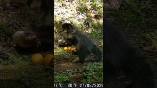Macaco Prego Preto Destruindo Ceva De Milho! 🐒🌽#shorts #viral #shortvideo #viralvideo #youtubeshorts