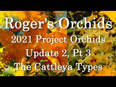 2021 Project Orchids Update 2, Pt 3 - The Cattleya Types