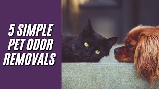 5 Easy Ways To Get Rid Of Dog Odor & Pet Smells In A House