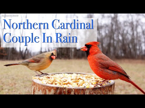 Northern Cardinal in rain, 4K Bird Video, Awesome World Short Video 005