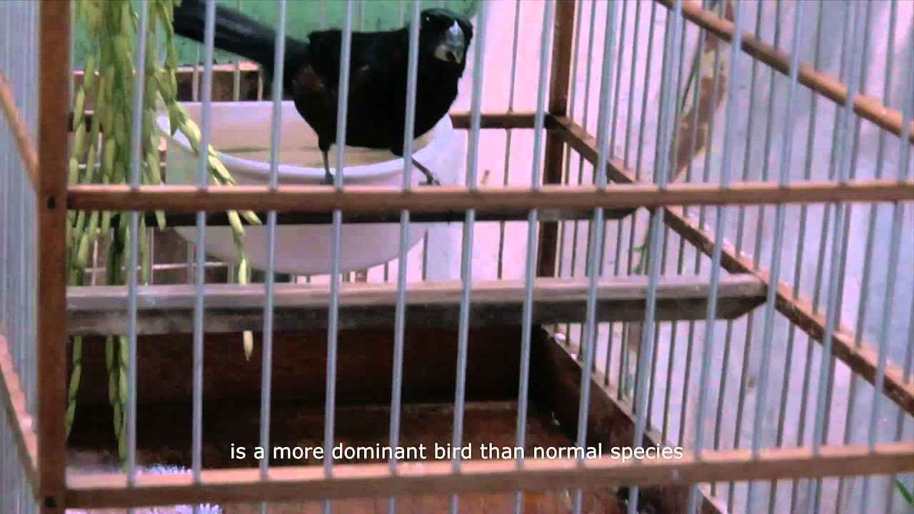 The Bastard Sings the Sweetest Song - OFFICIAL TRAILER