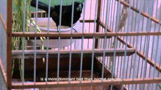 The Bastard Sings the Sweetest Song - OFFICIAL TRAILER