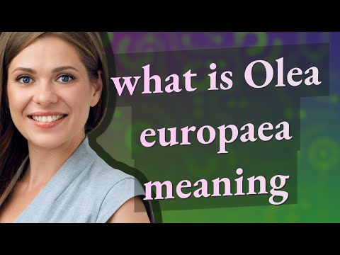 Olea europaea | meaning of Olea europaea