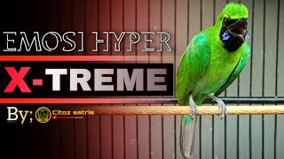 Download lagu 🔴EMOSI HYPER X-TREME‼️CUCAK IJO GACOR NGENTROK FULL TEMBAKAN mp3