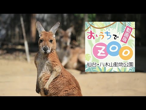 小さく生まれ大きく育つ アカカンガルー 河北新報オンラインニュース Online News