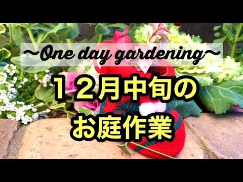 冬のサラダを温室または地面にいつ植えるのですか？  庭園