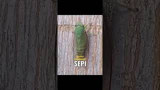 Download lagu Suara Kumbang Yang Unik mp3 Download lagu Suara Kumbang Yang Unik mp3