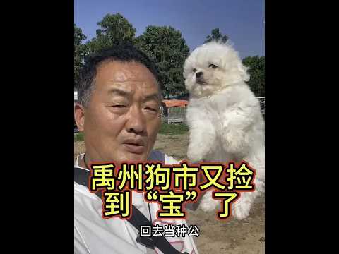 I snagged a bargain at the Yuzhou dog market! I made a killing this time!