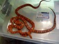 Breeding Corns