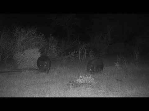Djuma: Two Hippos feeding before going in the pan - 22:04 - 08/07/19
