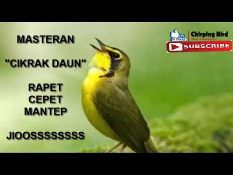 download lagu mp3 mp4 Suara Cikrak Daun, download lagu Suara Cikrak Daun gratis, unduh video klip Suara Cikrak Daun