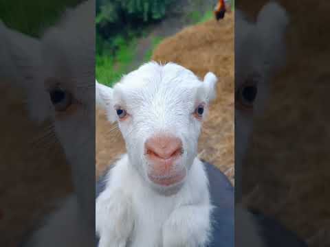 Who just ￼ looking at you #ship #voice #keşfet #animals