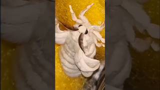 First silkworm cocoon on artificial diet out of season. #silkworm #silk #naturalfibers #nzmade