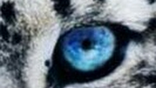 ［参加歓迎］オッサンが行くレインボーシックスシージ