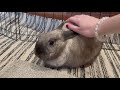 Bunny Kisses Cuddles 2