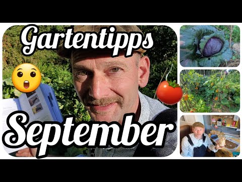 , title : 'Gartentipps im September Tomaten, Zucchini, Samenernte und Pflanzung für die Winterernte'