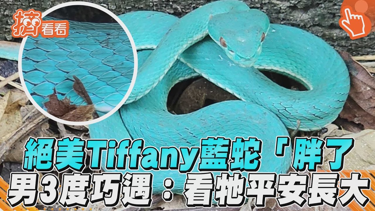 影音/絕美Tiffany藍蛇「變胖了」 男3度巧遇超high:看牠平安長大