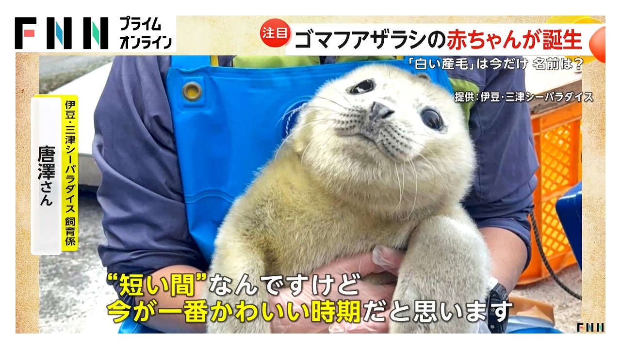 静岡の水族館でゴマフアザラシの赤ちゃん誕生！流氷と同じ色の“白い産毛”が見られるのは今だけ 伊豆・三津シーパラダイス（2026年03月25日）