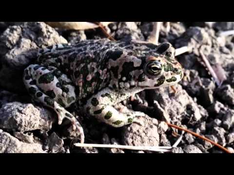 VADE ARATRO - L'albero della poiana