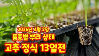 고추 육묘일기 가식 41일 파종 58일 괴산청결고추 모종키우기 품종별 뿌리 상태 순돌이와대근이 세븐스타 트리…