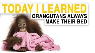 TIL: Orangutans Build Comfy Nests to Sleep in | Today I Learned